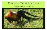 Rare Feathers - Tasmanian Rare Breeds Poultry Club€¦ · POULTRY EXHIBITION AT OATLANDS DISTRICT HIGH SCHOOL Oatlands District High School students have had a successful year with