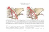 Bölüm 30 EMBOLİZASYON - GLOWM · 2011. 8. 3. · gluteus arteri ana kolu. Uterus arteri (UA) ve onun daha küçük myometrium içi kolları opaklaşmıştır. Vajina arteri ve