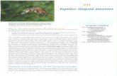 Reptiles: Diapsid Amniotes Reptiles... · in 320-million-year-old Carboniferous fossil beds. Adaptive radiation of the early amniotes began in the late Carbonif erous and early Permian