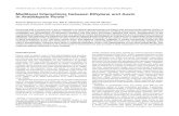 Multilevel Interactions between Ethylene and Auxin in Arabidopsis … · 2007. 4. 5. · Multilevel Interactions between Ethylene and Auxin in Arabidopsis Roots W Anna N. Stepanova,