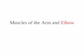 Muscles of the Arm and Elbow120.105.184.250/lwcheng/anatomy/e_books/Muscles_of_the... · 2013. 11. 27. · elbow •These muscles are located on the posterior side of the upper arm