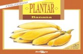 coleç o ã VERMELHA FRUTEIRAS PLANTAR - Embrapa...de banana é consumida no estado natural, tendo seu cultivo papel fundamental na fixação da mão-de-obra rural. A banana constitui