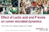 Effect of Lactic acid and P levels on rumen microbial dynamics · 2017. 10. 17. · University of Veterinary Medicine, Vienna (Vetmeduni Vienna) Effect of Lactic acid and P levels