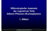 Mikroskopische Anatomie diTilder vegetativen Teile höherer …webserver.umbr.cas.cz/~kupper/Vegetative_Pflanzenteile_1... · 2013. 5. 14. · Tradescantia discolor SW. (= Rhoeo discolorRhoeo
