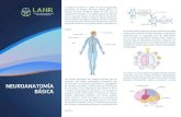 02LANAR triptico NeuroAnatomiaBas Web · PDF file El sistema nervioso se divide en dos componentes principales: El Sistema Nervioso Central (SNC) y el Sistema Nervioso Periférico