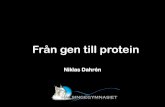 Niklas Dahrénkemilektioner.se/wp-content/uploads/2015/09/Från-gen... · 2017. 12. 18. · Sammanfattning över proteinsyntesen 1.!TranskripCon:! Lilla subenheten$ Stora subenheten$