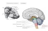 Neuroanatomy 6: Cerebellum Dr. Ali Mohsin03_02… · Medulla spinalis . Transverse sinus Vermis Tonsil Vallecula Internal jugular vein Falx cerebelli Medulla oblongata Fourth ventricle