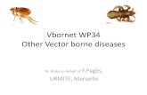 Vbornet WP3 Other Vector borne diseases...Ctenocephalides felis : • Worldwide distribution • Most of mammals • Wild and domestics • Urban and rural • Worldwide infected Ctenocephalides