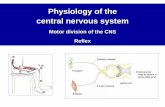Physiology of the central nervous system...Achilles tendon reflex measurement and the thyroid function Principle: - thyroid hormones (thyroxin, triiodthyronine) influence the activity