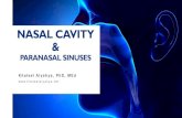 NASAL CAVITY...The external (anterior ) nares or nostrils, lead to the nasal cavity. Formed above by bony skeleton. Formed below by plates of hyaline cartilage. K h a l e e l A l y