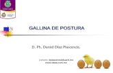 GALLINA DE POSTURA...2017/06/01  · •La muda o pelecha es un proceso natural de todas las aves, con el fin de renovar sus plumas antes de la migración. •Esta se utiliza para