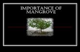 Importance of Mangrove - Malaysian Nature Society...2019/03/05  · adaptations Pneumatophores of Avicennia (Api-api) Physiological adaptations anaerobic substratum Mangrove roots