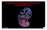 Visualization of Gene Expression Patterns by in situ Hybridization · 2008. 9. 6. · - probe labelling and detection - length of probe - non specific background 2. Resolution : -