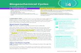 Biogeochemical Cycles LESSON 4 · 2019. 5. 6. · in complex cycles called biogeochemical cycles, or nutrient cycles. Car-bon, oxygen, phosphorus, and nitrogen are nutrients that