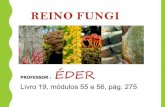 REINO FUNGI · 2016. 6. 16. · REINO FUNGI PROFESSOR: ÉDER Livro 19, módulos 55 e 56, pág. 275. CARACTERÍSTICAS eucariontes. sem tecidos típicos. aclorofilados. heterótrofos