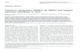 Capsaicin upregulates HDAC2 via TRPV1 and impairs neuronal … · 2019. 12. 4. · Capsaicin upregulates HDAC2 via TRPV1 and impairs neuronal maturation in mice Sung Eun Wang1,5,