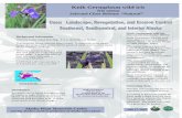 Iris setosa p.1 - Alaskaplants.alaska.gov/pdf/plant-flyers/Knikwildiris.pdf · 2013. 3. 16. · Iris setosa seed ~73,000 seeds per pound Knik Germplasm wild iris for Alaska Revegetation