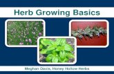 Herb Growing Basics€¦ · Herb Gardening Keys to Success ⚫You don’t need a dedicated herb garden! ⚫Most culinary herbs require at least 6 hours of sunlight a day. ⚫Culinary