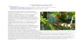  · Web viewAgapornis roseicollis catumbella B. P. Hall, 1952 – valid Agapornis roseicollis roseicollis (Vieillot, 1818) – valid Questo pappagallo originario dell'Africa sud-occidentale