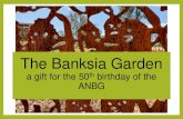 ANBG Banksia Garden · 2020. 9. 23. · The great Banksia Dryandra controversy •Almost all of the plants in the Banksia Garden are from the ‘original’ banksias and this is the