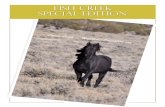 Fish Creek Special Edition - WordPress.com...palomino horses in this HMA. FISH CREEK COLORATION: The Fish Creek Herd Management Area (HMA) is located just a few miles south of Eureka,