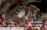 Pollinators Management in Brazil · 2015. 4. 22. · Palm (Euterpe oleracea Mart., ARECACEAE) IN EASTERN AMAZON..... 0 Giorgio C. Venturieri POLLINATION ECOLOGY AND ... US$ 10 millions