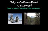 Taiga or Coniferous Forest BOREAL FOREST · 2016. 9. 1. · Taiga or Coniferous Forest •World’s largest land biome •Latitudes between 50ºN and 60ºN. Taiga-•Warmer and wetter