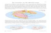 The Variscides: An old collisional orogen...335 jpb – Variscides Tectonics-2017 The Variscides: An old collisional orogen A succession of Paleozoic collisional orogenic events (e.g.,
