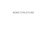 BONES AND BONE TISSUES - Biology Building Blocksbioblocks.weebly.com/uploads/8/7/0/6/8706802/notes...• Bones consist of thin layers of compact bones over spongy bone • No shaft,