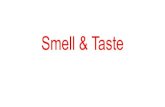 Smell & Taste · 2019. 3. 1. · Taste Taste buds The specialized sense organ for taste (gustation) consists of approximately 10,000 taste buds, which are ovoid bodies measuring 50–70