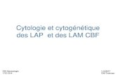 Cytologie et cytogénétique des LAP et des LAM CBF DES/DES … · - diagnostic (ex: LAP) - classification OMS des hémopathies et des lymphomes - pronostic choix thérapeutique -