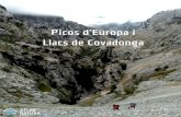 Picos d'Europa i llacs de covadonga - Atlas Naturaatlasnatura.es/.../02/Picos-dEuropa-i-llacs-de-covadonga.pdfPicos de Europa i Llacs de Covadonga Reg i ó : P i co s d e E u ro p