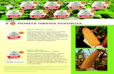 2014. 8 PIONEER HIBRIDA KUKURUZA...farmerima koji trebaju kukuruz u prvim rokovima berbe ili za one koji planiraju postrnu sjetvu. Zrno je u tipu zubana sa vrlo brzim otpuštanjem