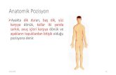 Anatomik Pozisyon · 2019. 12. 14. · Anatomik Boşluklar –Cavitas ventralis Cavitas thoracis’deakciğerler,kalp, yemek borusu, soluk borusu ve büyük damarlar, Cavitas abdominalis’de