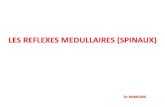 LES REFLEXES MEDULLAIRES (SPINAUX) - Site Officiel · 2020. 4. 5. · les reflexes medullaires (spinaux) i. definition ii. l'arc reflexe ii. organisation du centre nerveux iii. classification