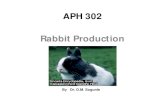 APH 302 Rabbit Production - WordPress.com · 2020. 9. 5. · Introduction About 66 varieties of the domesticated rabbit are derived from a wild rabbit native to Europe and Africa.