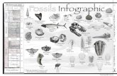 Fossil Lab Invertebrates Infographicgonyosciencelessons.com › jgonyo › Fossil_Lab_Invertebrates_Infograph… · mineral creating a fossil that looks like the original organism.