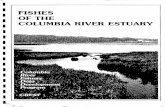 FISHES OF THE ICOLUMBIA RIVER ESTUARY · 2020. 4. 9. · Peggy Herring summarized the salmonid migration and hatchery release data. We also received help from Bob Mullen of ODFW,