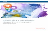 Dynabeads products for cell activation and differentiation · 2016. 11. 9. · Resting T cell Resting T cell Activated T cell Activated T cell How it works T cell expansion couldn’t