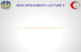 SKIN (INTEGUMENT) LECTURE 6 · 2019. 5. 7. · SKIN (INTEGUMENT) LECTURE 6 •Histology Textbooks ‘Basic Histology’, Junqueira,13 th Edition.