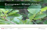 European Black Alder · alders (Alnus), as well as to birches (Betula), hazels (Corylus), Blue Beech (Carpinus caroliniana) and Hop-hornbeam (Ostrya virginiana). It is an early-successional