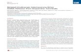 Striatal Cholinergic Interneurons Drive GABA Release from ...med.stanford.edu/.../Striatal-Cholinergic-Interneurons.pdfNeuron Report Striatal Cholinergic Interneurons Drive GABA Release