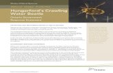 Hungerford’s Crawling Water Beetle - Ontario...Hungerford’s Crawling Water Beetle is thought to be a glacial relict that may have been more widespread before the formation of the