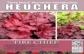 Heuchera 'Fire Chief' - Tuszynscy · Heuchera 'Fire Chief'.psd Author: josh Created Date: 9/8/2014 11:08:30 AM ...