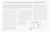 The Cerebellum: A Neuronal Learning Machine?...These Facts suggcst that the cerebellum performs the 5dme general compu- tation for rnany diffcrcnt motor (and perhaps nonmotor) tasks.