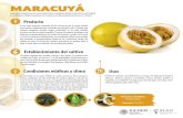 MARACUYÁ - gob.mx · 2020. 10. 23. · Producto Establecimiento del cultivo MARACUYÁ Es una fruta redonda y pequeña de piel resistente que se arruga cuando está madura, adoptando