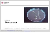 Parasite Toxocara - DMUparasitology.dmu.ac.uk/learn/modules/toxocara/story... · 2017. 7. 11. · Toxocara eggs, the larvae hatch in the human body and can travel into organs and