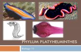 Phylum Platyhelminthesrenooy.weebly.com/.../7/9/13790098/platyhelminthes-_2014.pdf · 2018. 10. 13. · Phylum Platyhelminthes Author: Brittany Isenor Created Date: 5/6/2014 10:05:38