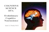 COGNITIVE SCIENCE 107A Evolutionary Cognitive Neurosciencepineda/COGS107A/lectures/Brain...Little of the brain’s internal complexity is revealed by studying the fossil record. •