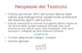 Neoplasie del Testicolo - sdc858063671d84c6.jimcontent.com · Neoplasie del Testicolo •Cellule germinali: 95% dei tumori deriva dalle cellule spermatogeniche rapidamente proliferanti